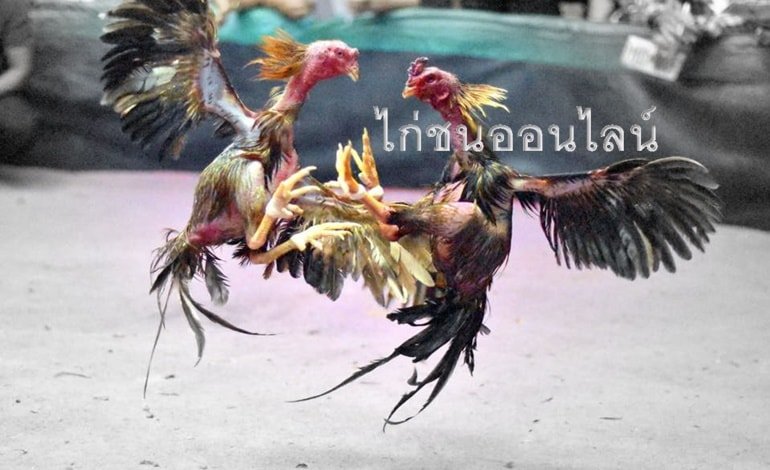 รูปแบบการพนันและวิธีแทงไก่ชนออนไลน์ฉบับเข้าใจง่าย